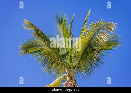 indoor banana plants Dwarf Cavendish Banana Tree
