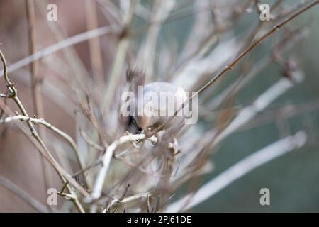 Adult female Eurasian Bullfinch (Pyrrhula pyrrhula) wipes her beak on a branch after feeding - Yorkshire, UK (January 2023) Stock Photo