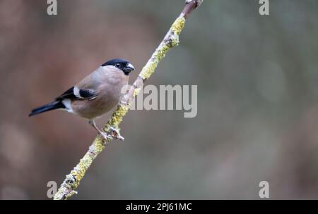 Adult female Eurasian Bullfinch (Pyrrhula pyrrhula) perched on a branch - Yorkshire, UK (February 2023) Stock Photo