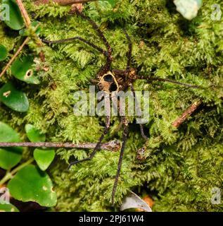 Black-Jaw Huntsman (Heteropoda tetrica, male) from Tanjung Puting National Park, Kalimantan, Borneo Stock Photo