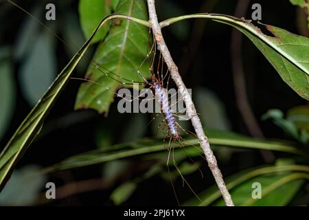 Giant centiped (Scutigera sp.) from Tanjung Puting National Park, Kalimantan, Borneo. Stock Photo