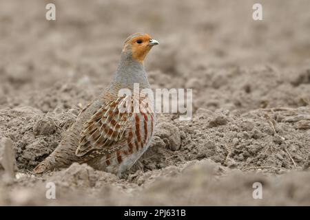 typical field and farmland bird... Partridge ( Perdix perdix ) on a freshly tilled field Stock Photo