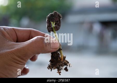 Close-up of a man's hand holding a growing cacao plant seed with roots. Concept of nature, environment, and natural environment preservation. Stock Photo