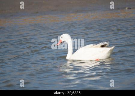 Coscoroba swan swimming in the blue lake Stock Photo