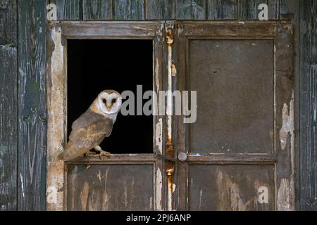 Common barn owl (Tyto alba) perched in open window in door of wooden shed at derelict farm in spring Stock Photo