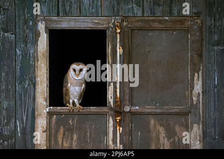 Common barn owl (Tyto alba) perched in open window in door of wooden shed at derelict farm in spring Stock Photo