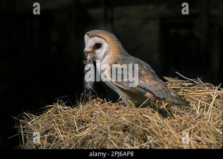 Common barn owl (Tyto alba) bringing caught mouse prey in beak to nest in hay inside wooden shed at farm in spring at night Stock Photo