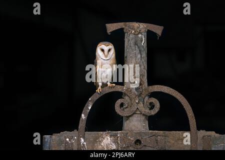 Common barn owl (Tyto alba) perched on old wooden agricultural machine at farm in the countryside at night Stock Photo