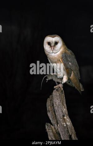 Common barn owl (Tyto alba) with mouse prey in its claws, perched on old wooden fence post along meadow in the countryside at night Stock Photo