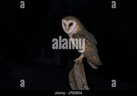 Common barn owl (Tyto alba) perched on old wooden fence post at farm in the countryside at night Stock Photo