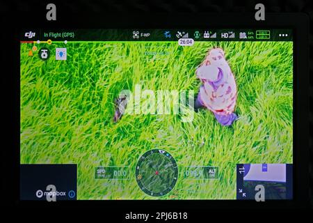 Roe deer fawn located in field on monitor with help of thermal imaging camera mounted on drone flying over meadow before mowing grassland in spring Stock Photo