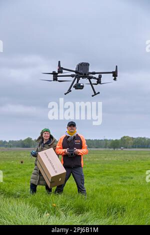 Rescue team operating professional drone to locate roe deer fawns hidden in grass with thermal imaging camera before mowing grassland in spring Stock Photo