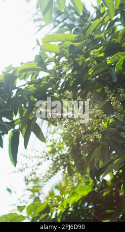 Longan flower and butterfly in garden Stock Photo