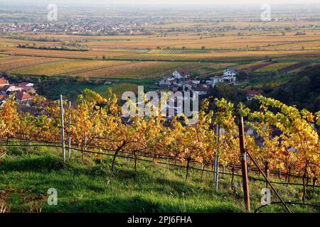 Vineyard, Maikammer, Southern Wine Route, Rhineland-Palatinate, Germany, Maikammer, Rhineland-Palatinate, Germany Stock Photo