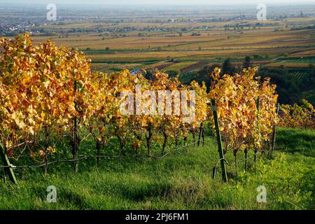 Vineyard, Maikammer, Southern Wine Route, Rhineland-Palatinate, Germany, Maikammer, Rhineland-Palatinate, Germany Stock Photo