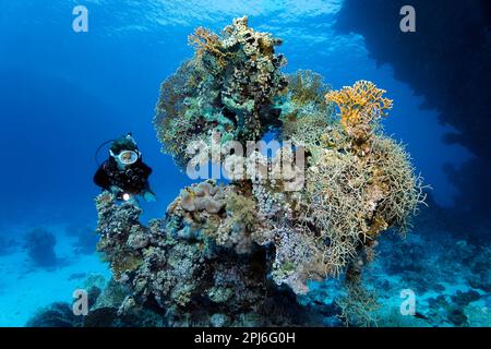 Female diver, diver on bizarre coral stick, bizarre, looking at carpet anemone (Stichodactyla haddoni) with red sea clownfish (Amphiprion bicinctus) Stock Photo