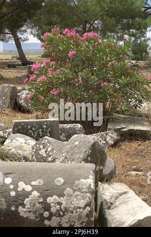 Remains of columns with flowering oleander, Priene, Turkey Stock Photo