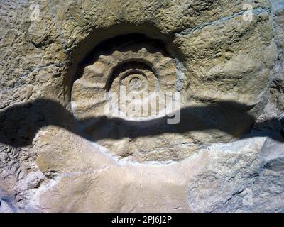 In the Ellerhoop arboretum, giant ammonite, Pinneberg district, Germany Stock Photo