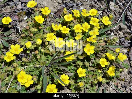 In spring, potentilla grows in the wild Stock Photo