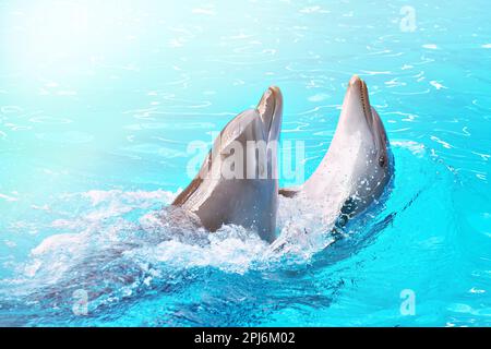 Dolphins dancing into pool on the circus show Stock Photo