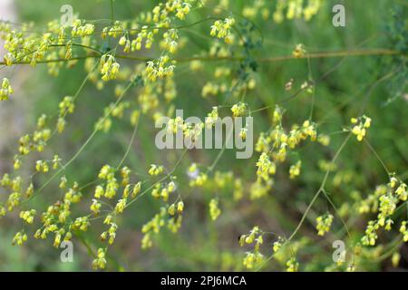 Thalictrum blooms in the wild among grasses Stock Photo