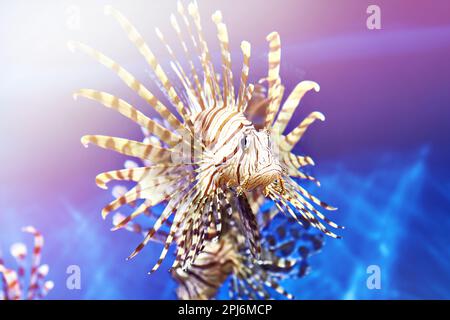 Poisonous lionfish in blue water sea close up Stock Photo