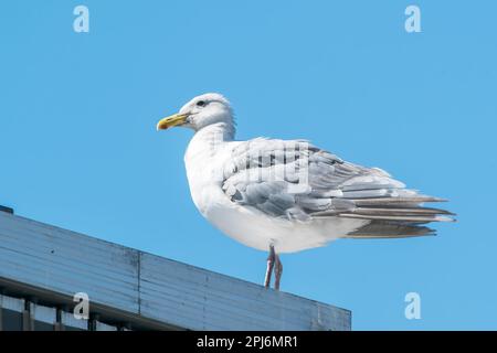 glaucous-winged gull, Larus glaucescens, single adult perched on a building, Vancouver, Canada Stock Photo