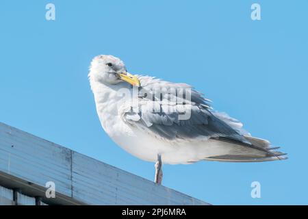 glaucous-winged gull, Larus glaucescens, single adult perched on a building, Vancouver, Canada Stock Photo