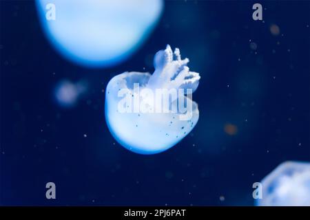 Jellyfish swimming calmly in blue water nice calm picture Stock Photo