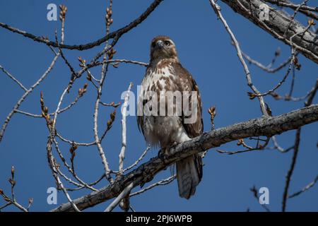 Red-tailed hawk perching on tree branch. Stock Photo