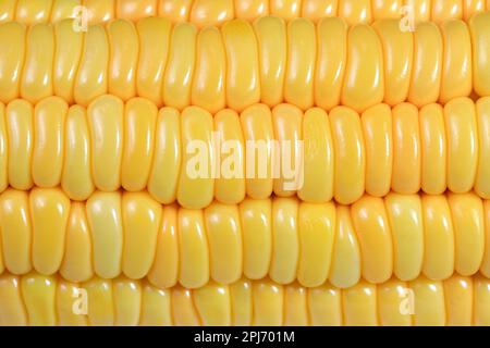 Close up fresh raw Corncobs or corn ears isolated on white background. Stock Photo