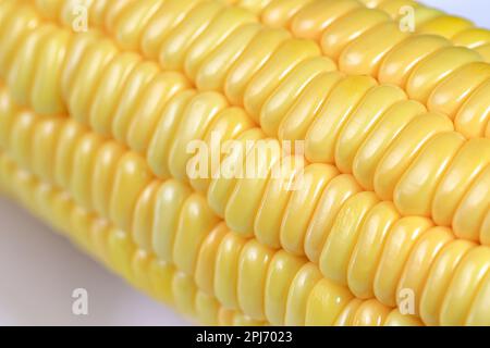 Close up fresh raw Corncobs or corn ears isolated on white background. Stock Photo
