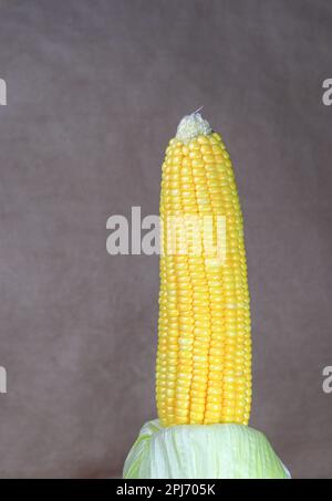 Fresh raw Corncobs or corn ears with green leaves isolated on dark background. Stock Photo