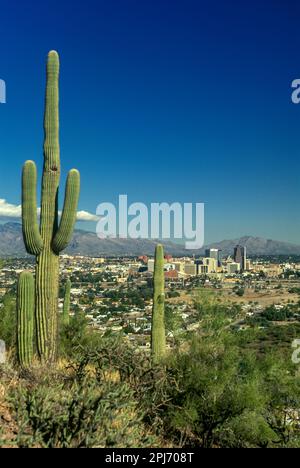 TALL SAGUARO CACTUS PLANTS DOWNTOWN SKYLINE FROM SENTINEL PEAK PARK TUCSON ARIZONA USA Stock Photo