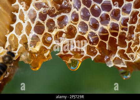 Honey dripping from honey comb on nature background, close up. Thick honey dripping from the honeycomb. Healthy food concept Stock Photo