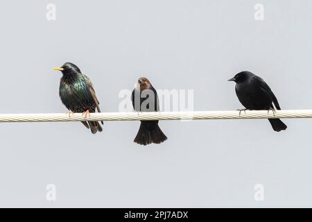 Starling, Cowbird, Blackbird Stock Photo