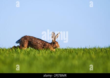 Hare running on meadow (Lepus europaeus) Stock Photo