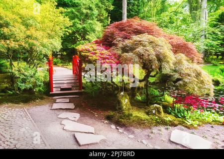 Rhododendron pink  bush blooms and red maple (Japanese maple dissectum) in the Japanese garden in The Hague. Red small  decorative (Japanese) bridge. Stock Photo