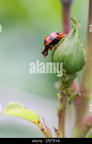 A ladybird sits on the bud of a rose eating aphids. Stock Photo