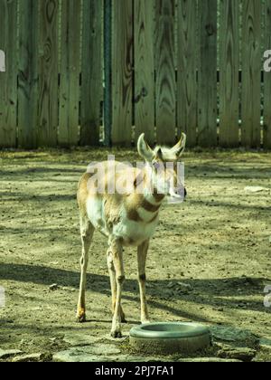 North American Pronghorn taking it easy at the Topeka Zoo. These are the second fastest land mammal in the world. Stock Photo