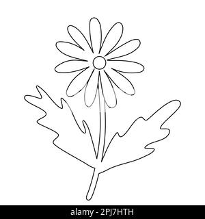 Chamomile or daisy flower, doodle style flat vector outline illustration for kids coloring book Stock Vector