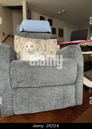 Mitzie the flamepoint Siamese Stock Photo