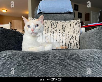 Mitzie the flamepoint Siamese Stock Photo