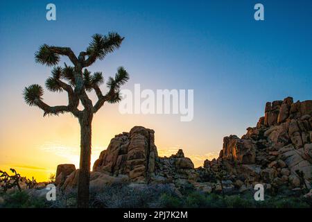 Spectacular sunset scenery found a Joshua tree national Park in southern California USA Stock Photo