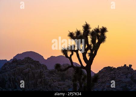 Spectacular sunset scenery found a Joshua tree national Park in southern California USA Stock Photo
