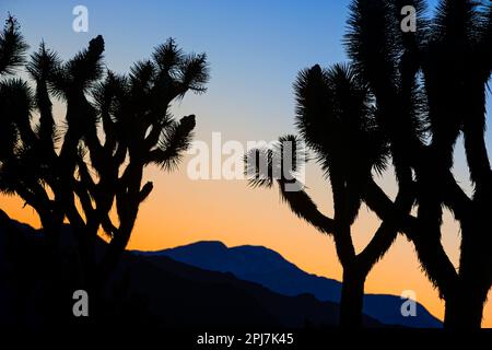 Spectacular sunset landscape in Southern California is Joshua tree national Park Stock Photo