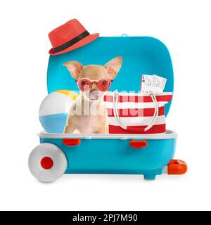 Cute dog and summer vacation items in suitcase on white background. Travelling with pet Stock Photo