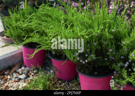 Many beautiful potted confetti bushes (Coleonema pulchellum) on gravel outdoors Stock Photo