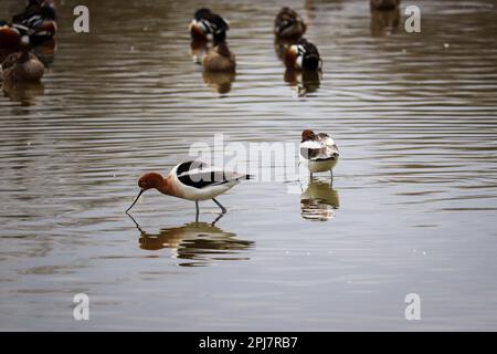 Two American avocets or Recurvirostra americana feeding in a pond at the Riparian water ranch in Arizona. Stock Photo