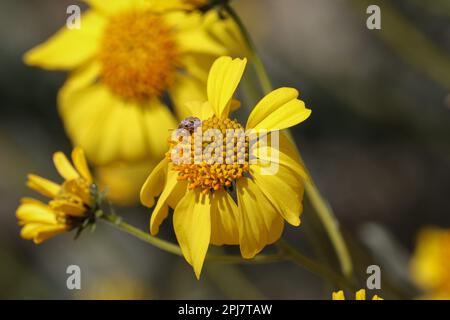 Close up of a Brittle brush or Encelia farinosa flower with a small bug on it at the Riparian Water Ranch in Arizona. Stock Photo